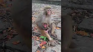 Newborn Monkey&rsquo;s First Moments#Monkey #BabyMonkey #WildlifeCloseup #AnimalWorld