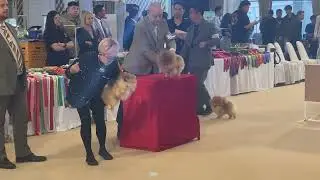 TH.CH.OB CLUB&rsquo;s Sushi ในงาน Supreme dog show @OBCLUB 