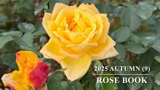 Rose Book 2025 Autumn(9)