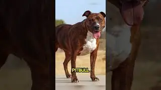 Top 5 dangerous dog breeds in the world in 2025 #shorts #facts #top5 #dangerous #dog #breeds #world