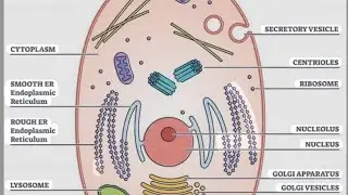 Class 9 chapter 5 biology 