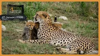 Cheetah cubs and bat-eared foxes - SafariLIVE Catch Up, 27 January 2026