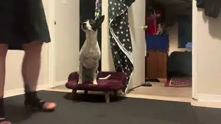 Sep 15 mealtime training. New bed, starting on door etiquette 