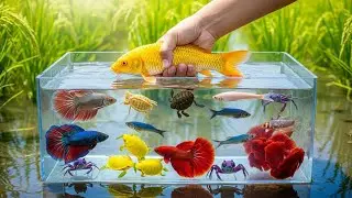 Catching Many Colorful Fish! Filling Clear Container with Koi, Betta & Crabs