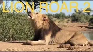 Lion Roaring .African Lion roar,  #lionroarvideos