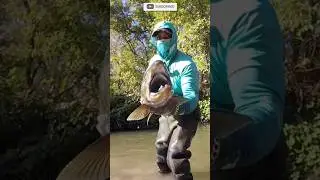 Creek monster chinook salmon #shorts #viralshort #trendingshorts
