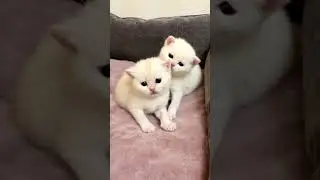 British Kittens Of Cat Kylie 21 Days Old. Британским котятам кошки Кайли 21 день.