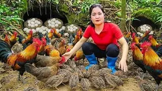 Harvesting Wild Chickens and Quails in the Forest & Goes Market to Sell – Forest Survival