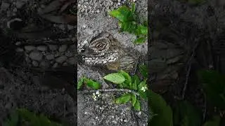RHINO IGUANA Wildlife Art Created with Elements of Nature