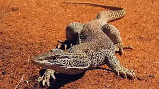 5 Fun Facts About The Sand Goanna