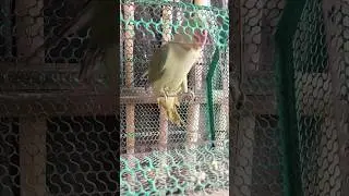 बिल्लीकैसेबोलतीहै #funny #comedy #parrot #nonstoptalkingparrot#greenparrot #parrotlover#talkingparot
