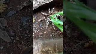 Nie udane polowanie Gieni 😅 do dw&oacute;ch razy sztuka 😅🕷️#spider#passion #hobby #feeding