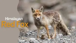 Himalayan Red Fox, #nikonp950 #fox