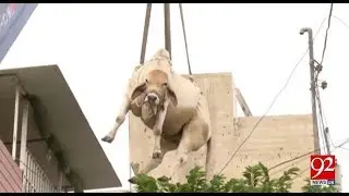 Karachi : Raja and Badal (Cows) lifted by crane from roof, Sharifabad - 9 August 2018 - 92NewsHDUK