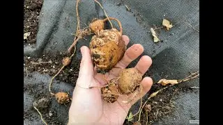 American Groundnut Harvest (Apios Americana)