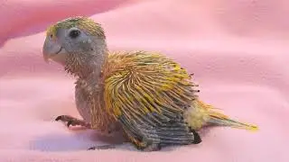 Golden Conure hen