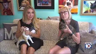 Fort Lauderdale cat cafe brings fun new way of adopting kitties