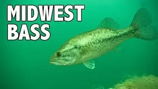The Spawn: Midwest Largemouth Bass