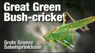 Great Green Bush-Cricket, Grote Groene Sabelsprinkhaan (Tettigonia viridissima)