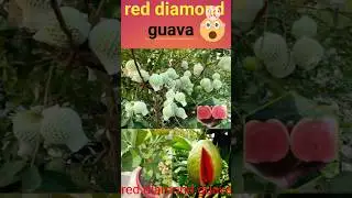 red diamond guava|Japanese guava #shorts#viral#guava