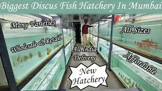 Дискусы высшего качества в Мумбаи 🐠 | Эксклюзивный тур по инкубаторию!
