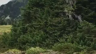 So there might be grizzly bears in Mt. Rainier
