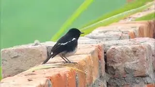 Pied Bush Chat - An Old World flycatchers.