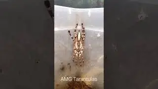 P. Regalis Before Stuck Molt Removal #amgtarantulas #tarantulashorts #tarantula #poecilotheria