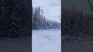Heavy snow big wolf #chasse #blackwolf #animalhunting #bowhunting #pointeur #foxhunting #automobile