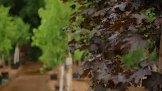 Crafting Timeless Landscapes with a Diverse Array of Trees and Shrubs | Bachman's