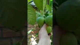 Pick some lemon from my garden for making cooking#lemon #lemonlime #shorts #fruitlovers