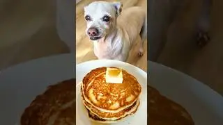 Обменяю свою чихуахуа на блинный сюрприз в виде щенка 🥞 #смешныесобачки #шорты