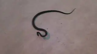 EASTERN SMALL-EYED SNAKE AUSTRALIA.