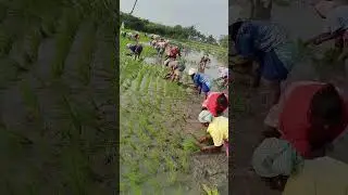 Village life style and paddy plant cultivation 💚🌱🌾🌱💚#agriculture #shorts