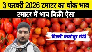 3 Feb 2026 Delhi 🍅 Tomato Wholesale Price | Keshopur Mandi | Today Tomato Rate #tamatar #tamatarm...