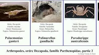 Arthropodes, ordre Decapoda, famille Parthenopidae, partie 2 leptochela crosnieri ocypode europa
