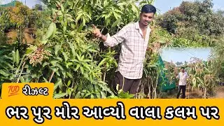100% રિઝલ્ટ વાળી કલમ #farmingtips #gardeningindia #garden 