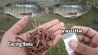 Umpan Cacing Susu Campur Vanilla || Langsung Amis