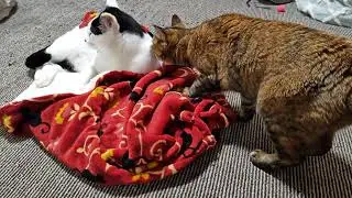 ゴマポンズ　もぐるゴマちゃん　しばこうとするぽんちゃん　＃JAPAN＃保護猫＃かわいい＃癒し＃おもしろい＃ゴマポンズ