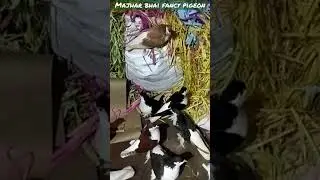 Allahabad fancy pigeon#top quality@trusted dealer🇮🇳🇮🇳 82997 72766