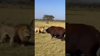 Lion Chases Goat &mdash; Unexpected Farm Hero Appears! #animals #wildlife #wildliferescue    #lion