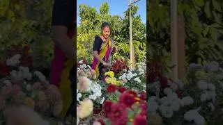 Flowers in my garden #flowers #mygarden #gardening #garden #shorts #viralvideo