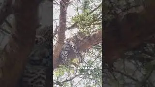 Wow! How Does a Leopard Manage to Sleep on a Tree? 🤔😄