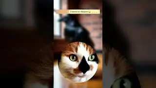 Кар 😂 P.S. Помогаем удалить несправедливые отзывы, пишите 📨
