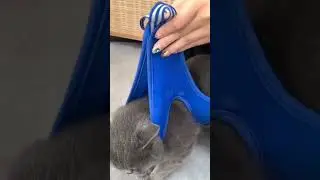 Angry Cat with his cleaning #subscribe #like #share #amazing #cat #dangerous