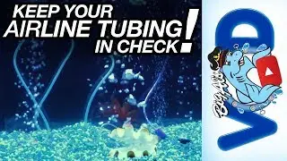 Keep Your Airline Tubing in Check! | BigAlsPets.com