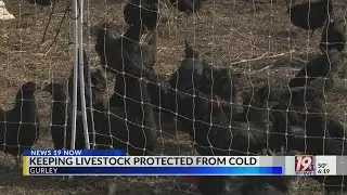 Keeping Livestock Protected from Cold | Jan. 21, 2026 | News 19 at 6 p.m.