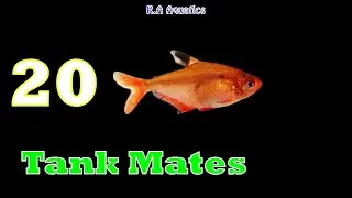 Top 20 Serpae Tetra Tankmates | Serpae Tetra Tank Mates | Best Suitable Tankmates for Serpae Tetra