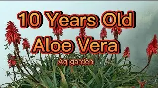 10 Year's Old Aloe Vera plant | Aq Garden