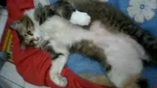 MIMI MIAO 2